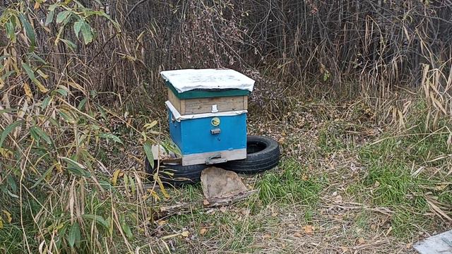 три Роя пересадил в улей.