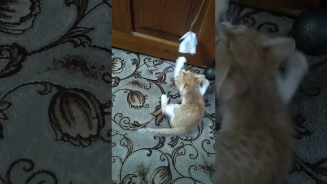 Игрушка для котëнка 🐱#shorts