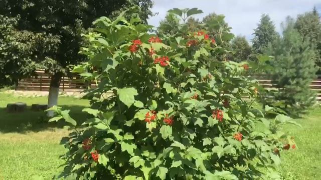 Красота курорта "Лихвинские воды"