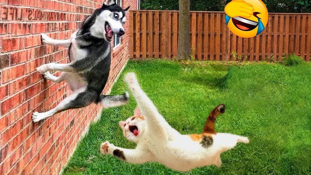 Try Not To Laugh Dogs And Cats    Best Funniest Animal Videos Of The Month.