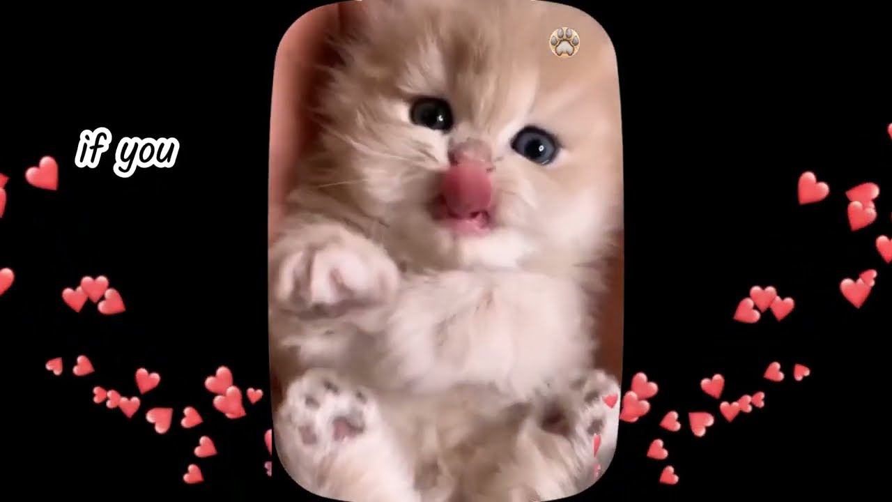 Cutest baby kittens  big compilation of best beautiful cats of the world   Part 3.