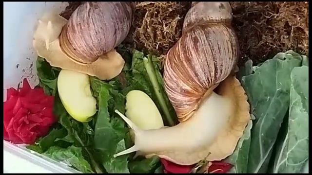 Улитки Ахатины кушают