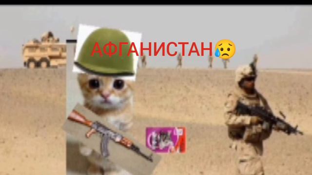песня про Афганистан кошачия версия