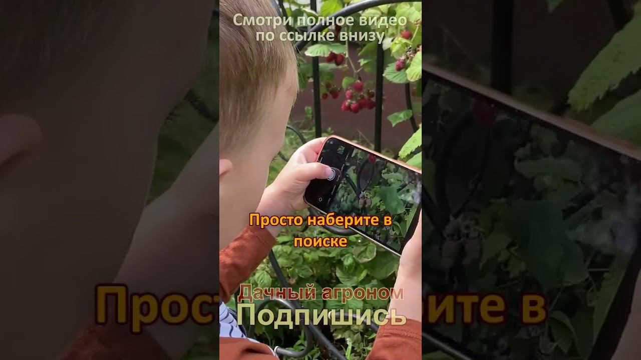 Целый склад ПОЛЕЗНЫХ МАТЕРИАЛОВ о смородине клубнике малине!