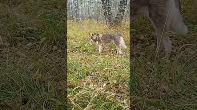 Что хаски делает, когда находится в лесу