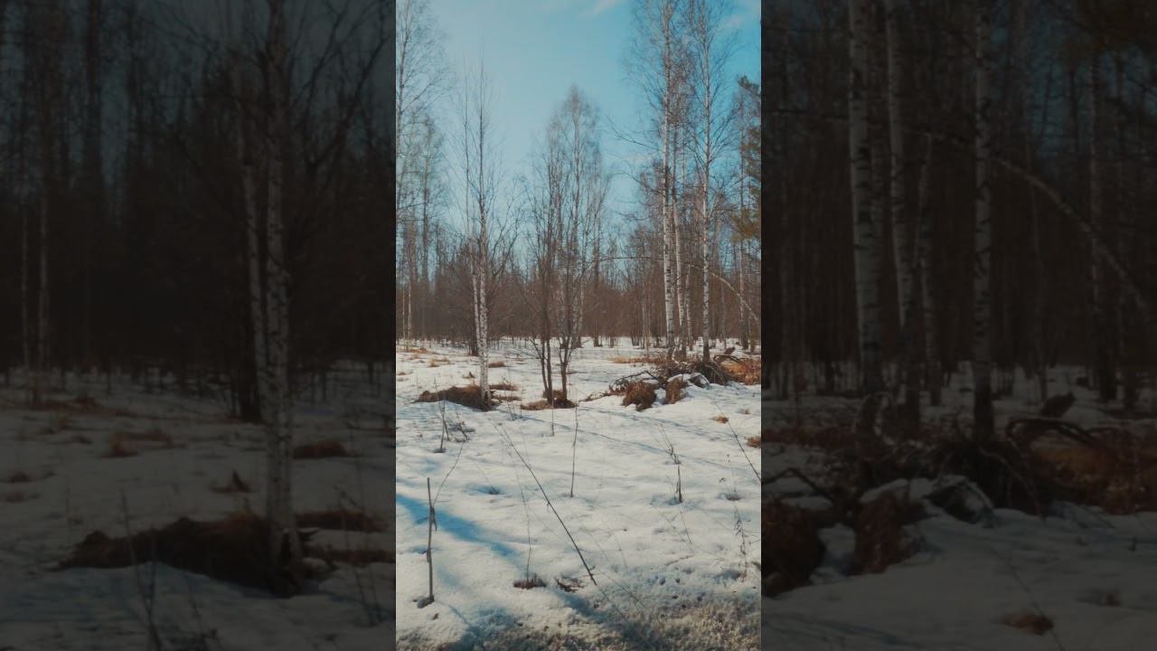 Taiga in spring #shorts #cinematic #gopro #spring #forest