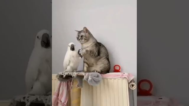 Терпеливая кошка