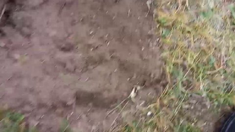 Зачетные находки ,приборный поиск #Эпизот 10# монета 1/4, 1881 года ,на аукционе продана за 33000₽