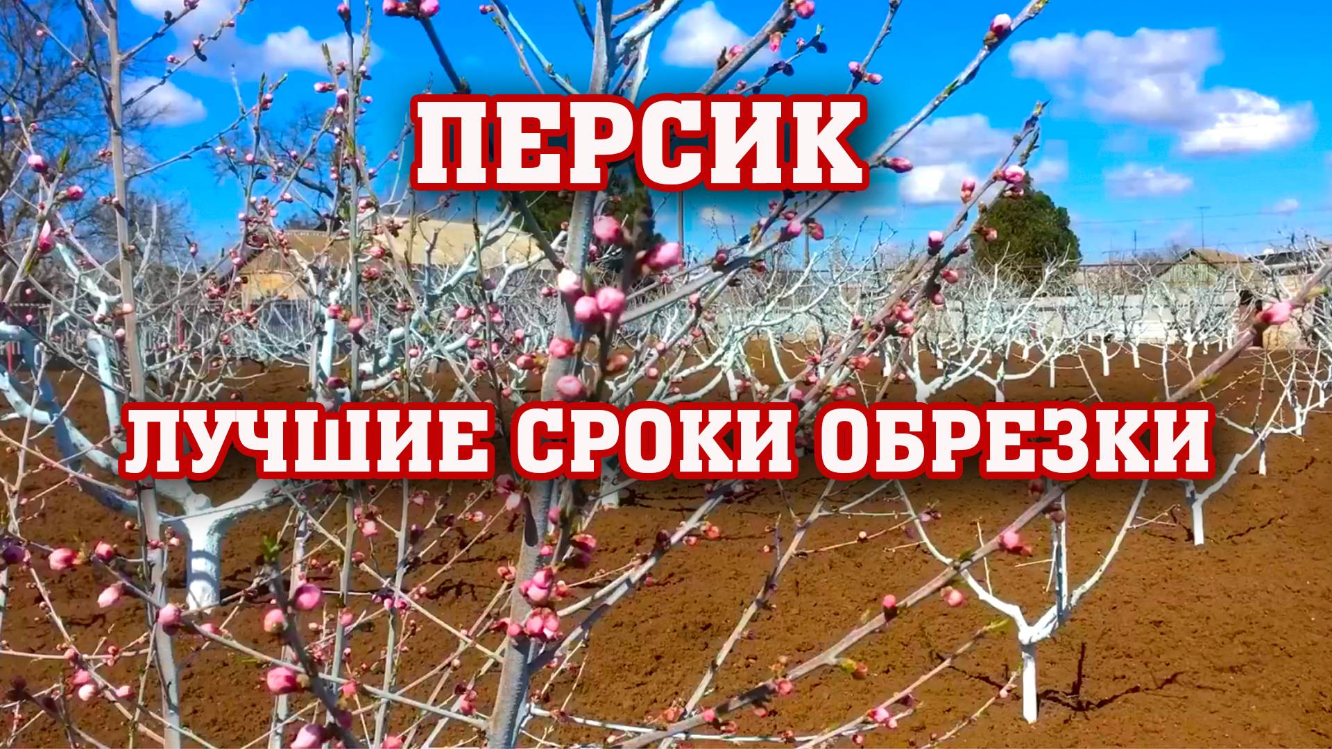 Лучшие сроки обрезки персика !!!