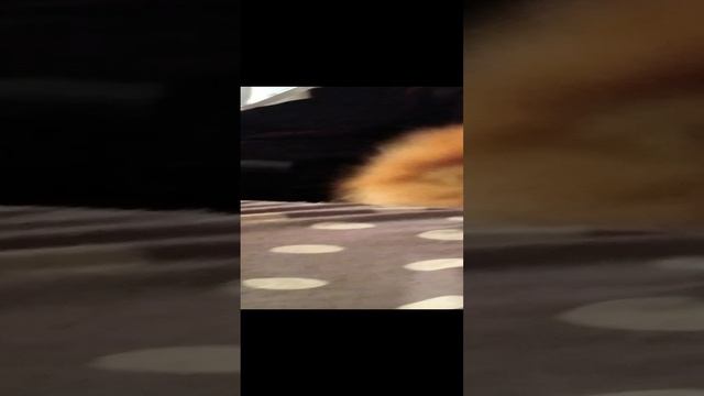 1000000231.mp4