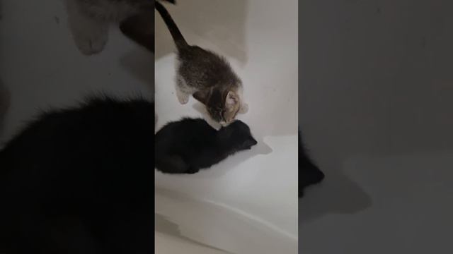 Котята ФПК.mp4