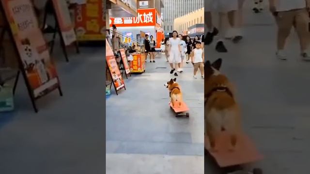 dog skate board🐕🐕🐕🐕🐕