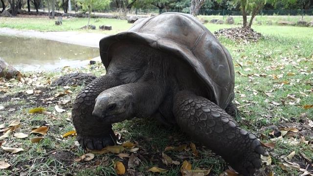 Гигантская черепаха Aldabrachelys gigantea @ Парк Касела, Маврикий