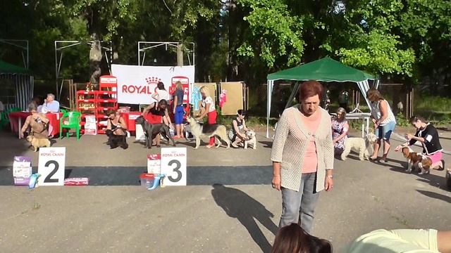 Воронеж 10.07.2016 Всероссийка ЧРКФ Филатова ( Английский Бульдог Кеша и Фаина).