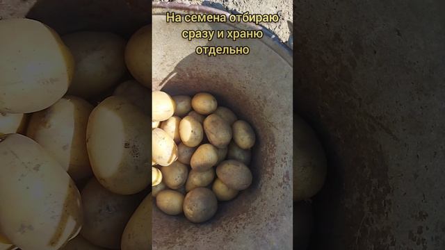 Выкопали всю картошечку 🥔. Часть 2. Жёлтые сорта "Гулливер" ранний и "Метеор" ультра ранний.