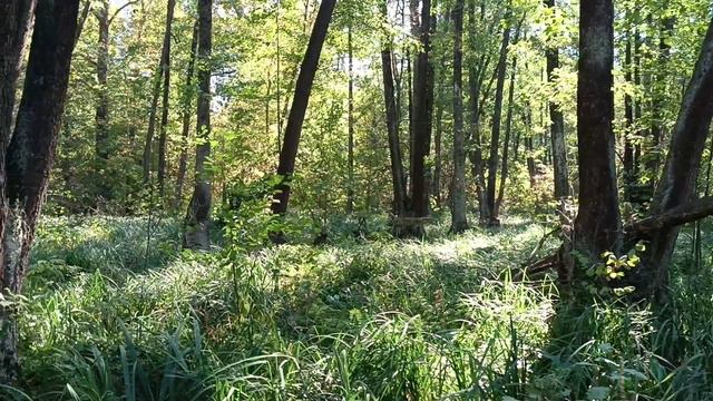 Малая Черепахинская тропа Воронежского заповедника