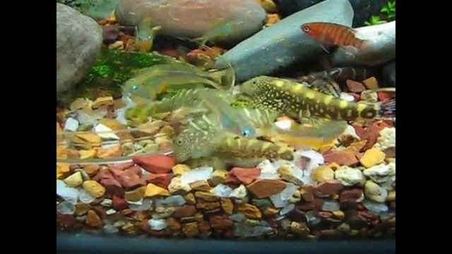 Гастромизон  оцелярис (Gastromyzon Ocellatus) #аквариум