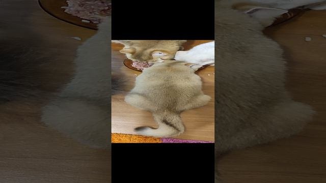 1000787440.mp4