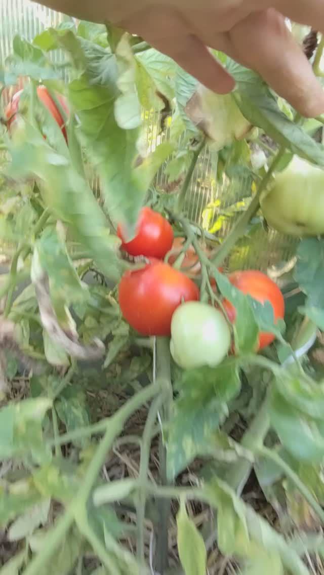 Мой томат Министр на улице