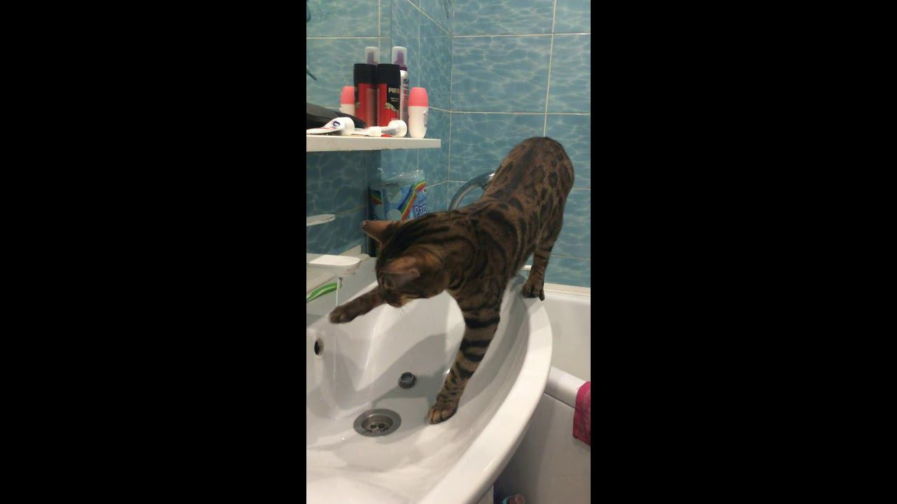 Бенгал пьёт воду из под крана