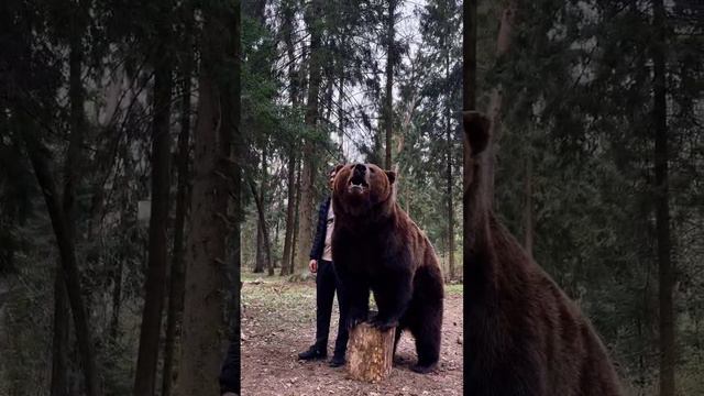 Fabulous photos and videos with a real bear.