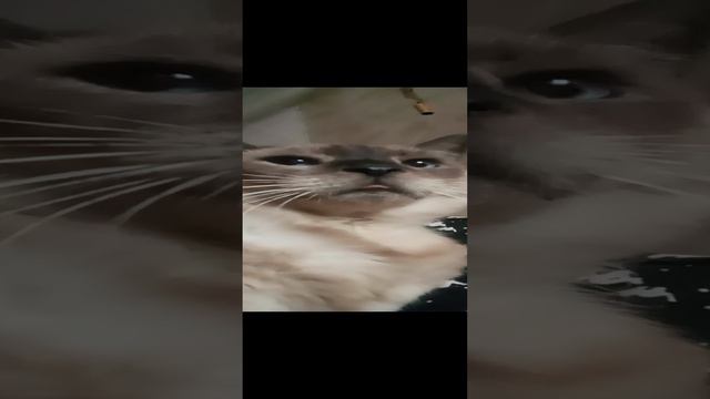 Кот.mp4