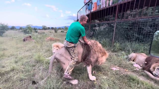 ПОСЛЕДНЕЕ ВИДЕО перед арестом Олега Зубкова среди львов! ВЫСЛУШАЕМ ПРИГОВОР и будем работать дальше!