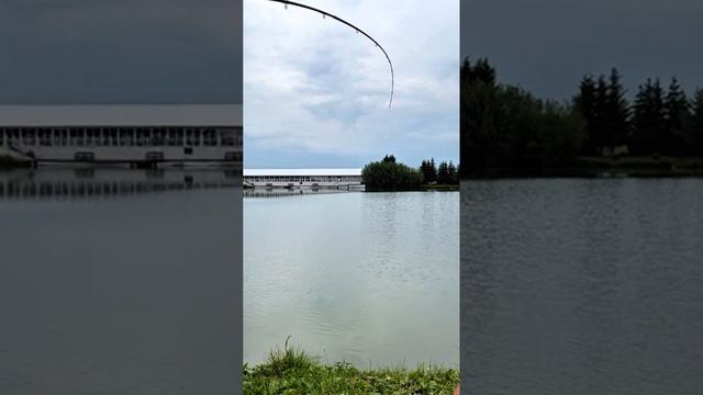 Платная рыбалка в Подмосковье, база "Рыбин Гуд", улов карпа на фидер