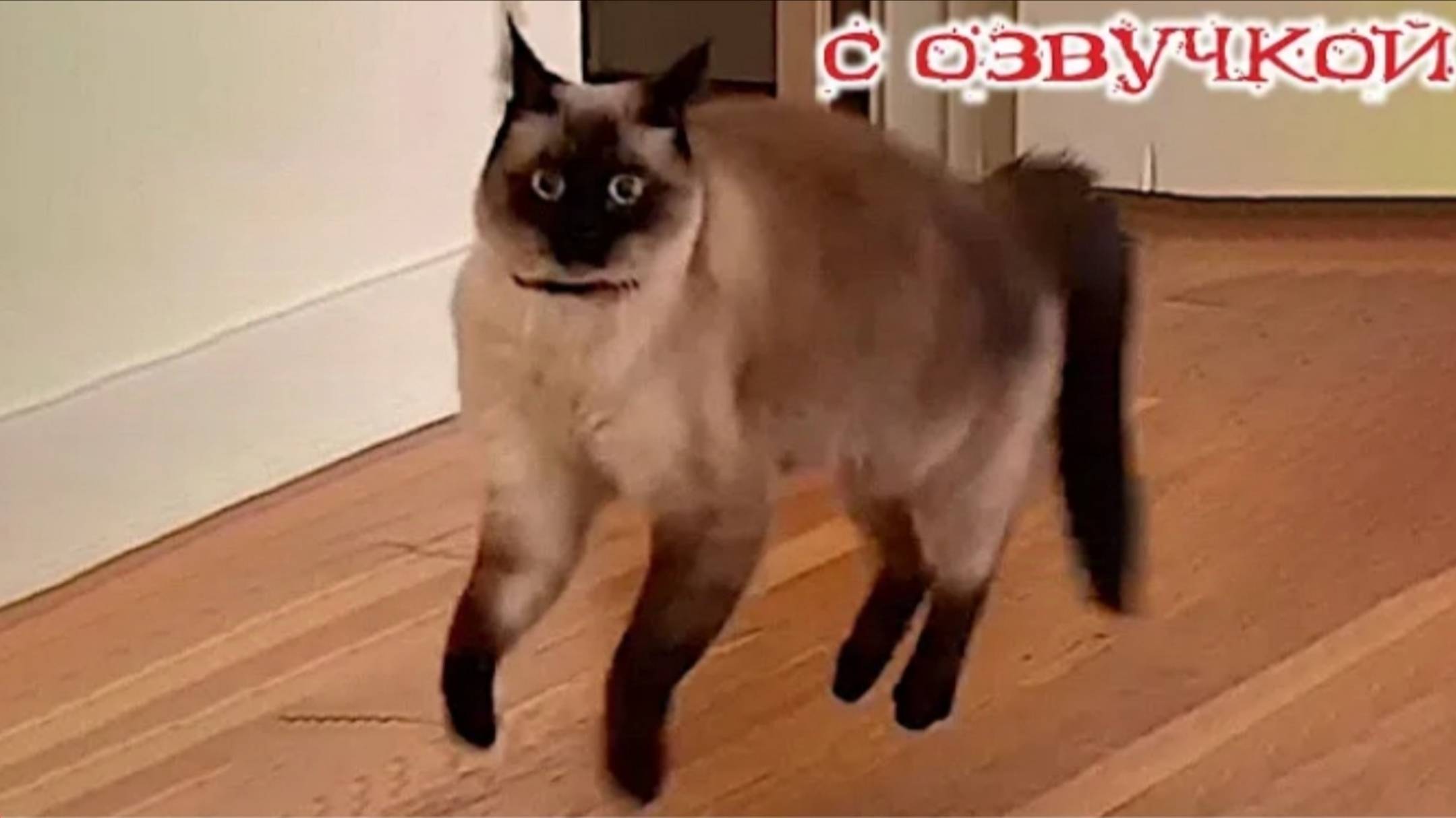 Приколы с котами С ОЗВУЧКОЙ Смешные коты - Самые смешные животные