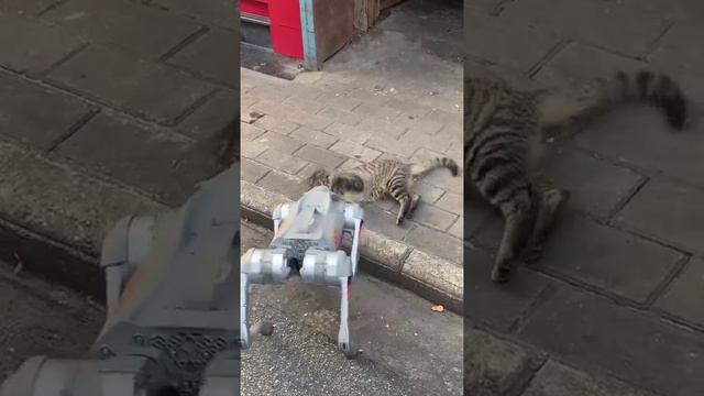 Собака робот
