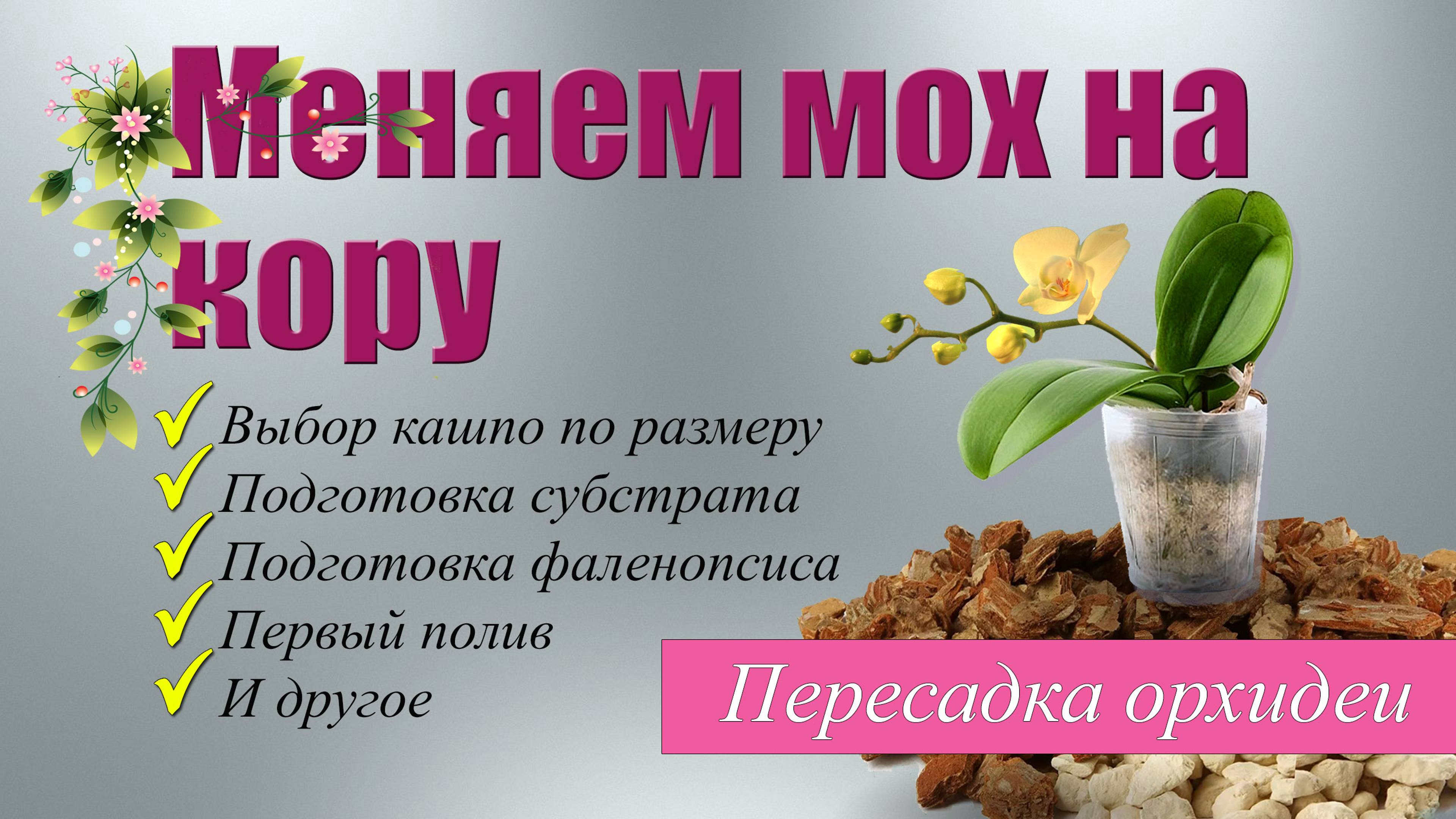 Меняем мох на кору. Пересадка орхидеи "Дикий кот".