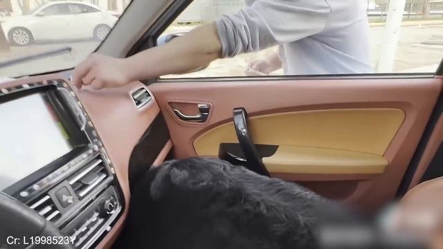 Even the bravest dogs get cold paws at the vet Funny Pet Video