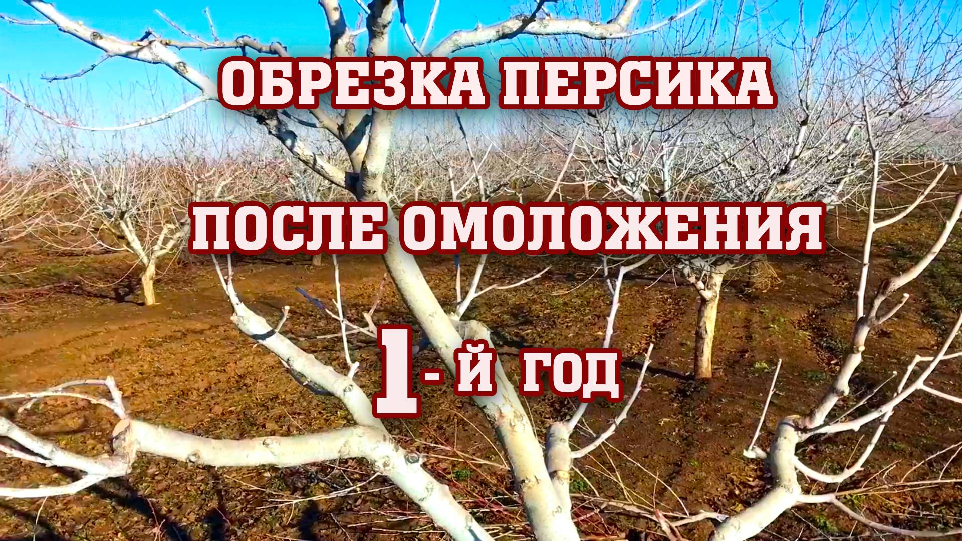 ОБРЕЗКА ПЕРСИКА!!! Первый год после омоложения