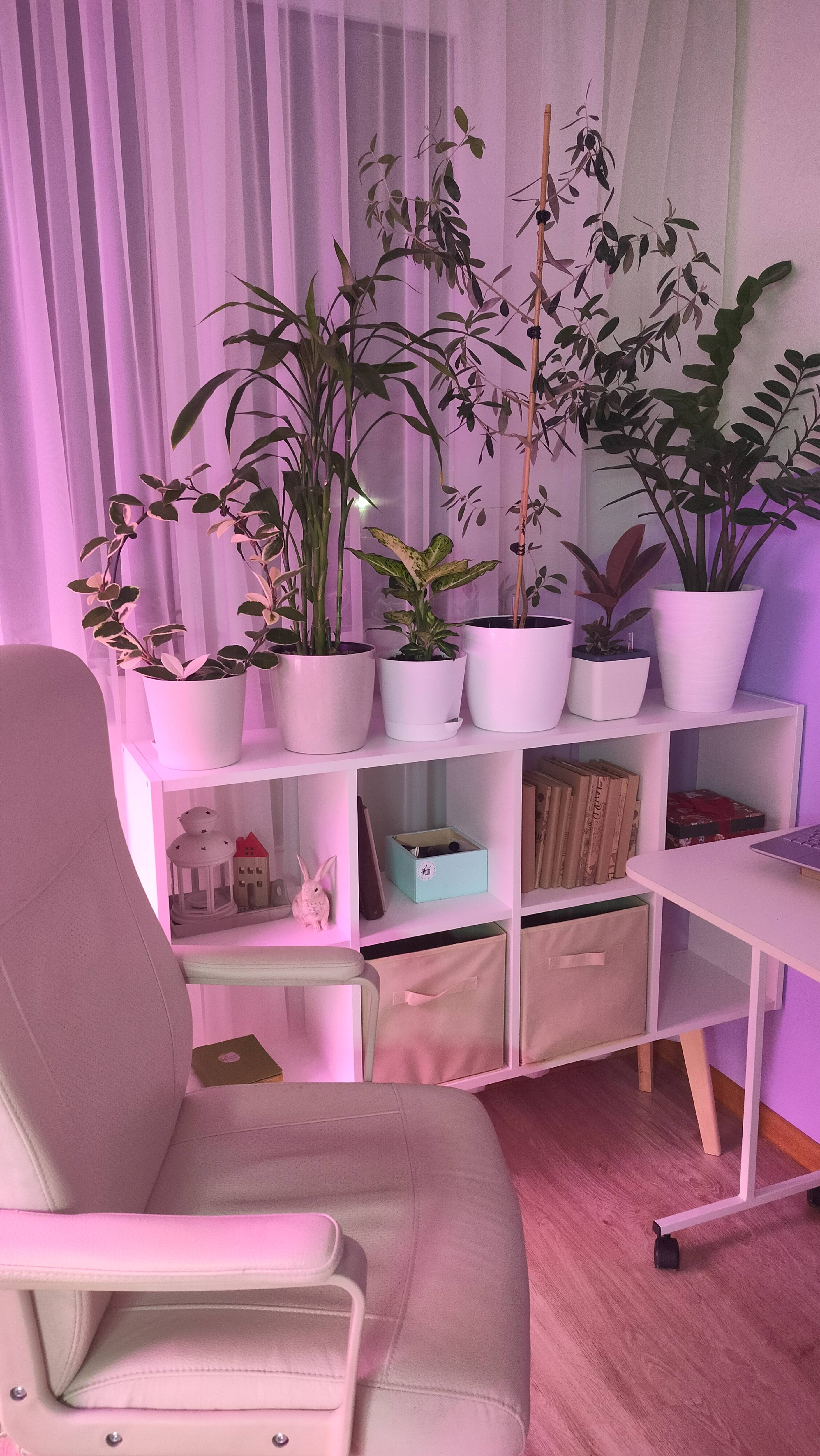 Увеличиваю стеллаж и место для моих цветов  #комнатныецветы #эвкалипты #plants #мастернавсеруки