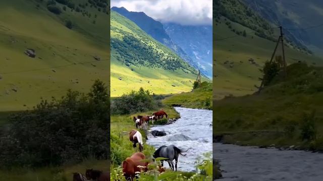 Республика Северная Осетия🐄🌿⛰https://t.me/vzgliani_blog