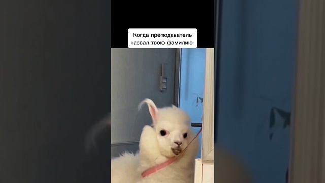 Слушаем внимательно