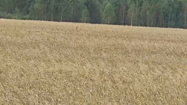 Прыжки в высоту!