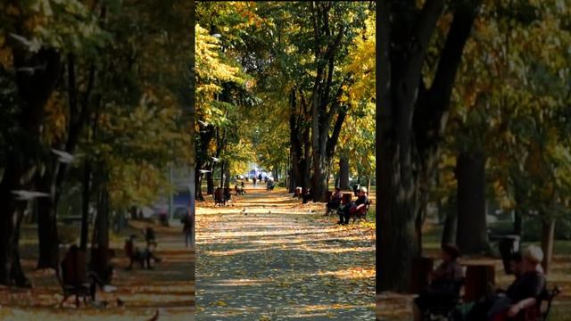 Осенний парк- Золотая осень в парке.