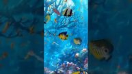 Fish wallpaper