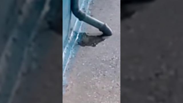 блогердед