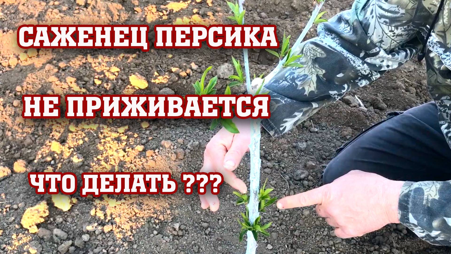 САЖЕНЦЫ ПЕРСИКА НЕ ПРИЖИВАЮТСЯ... Что делать ？？？