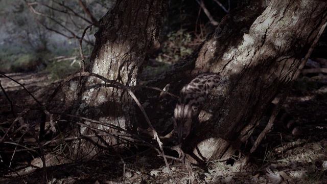 Stories of the Mediterranean Forest (2017). 4/6.The Queen of the Night (eng)