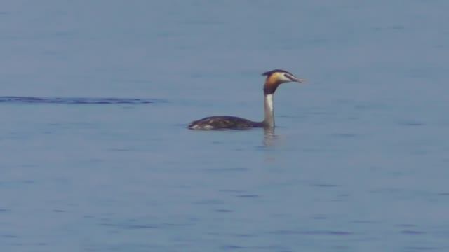 Чомга или большая поганка  ( Podiceps cristatus )