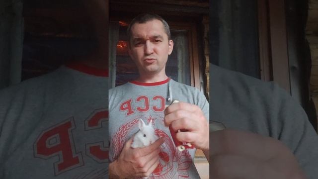 Когда стричь когти кролика 🧐