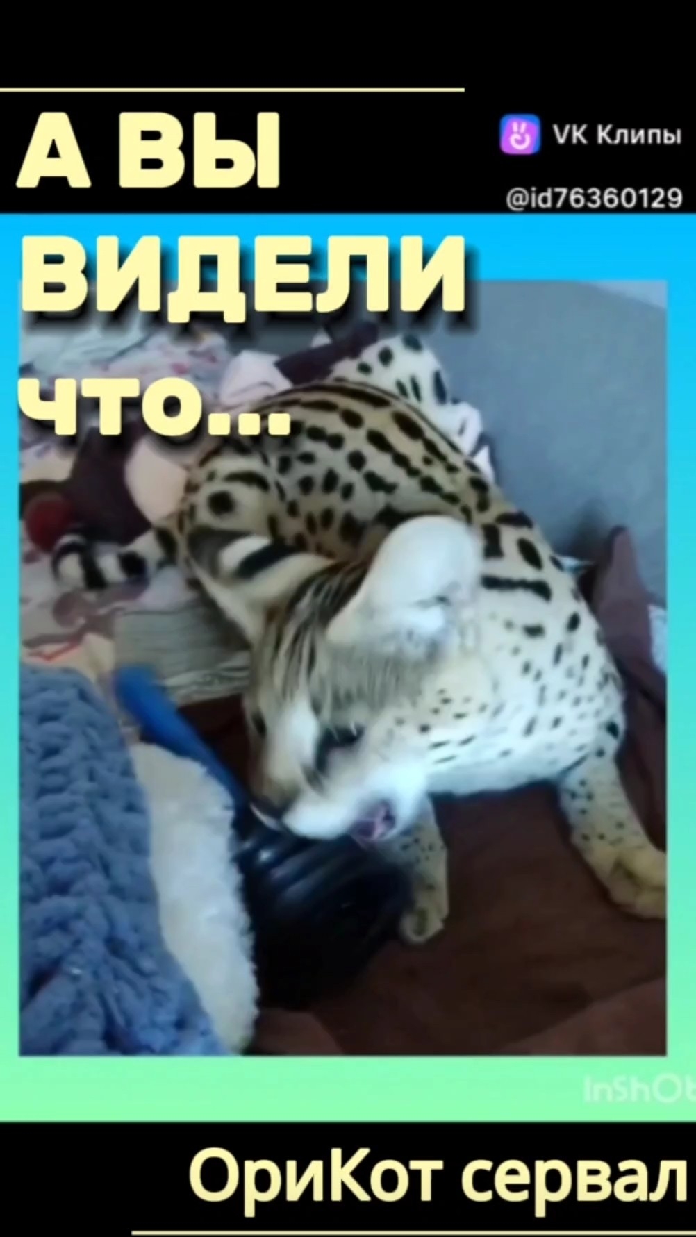 Кто спёр вантуз?👀🤔 #кот #cat #kot #юмор #прокотов