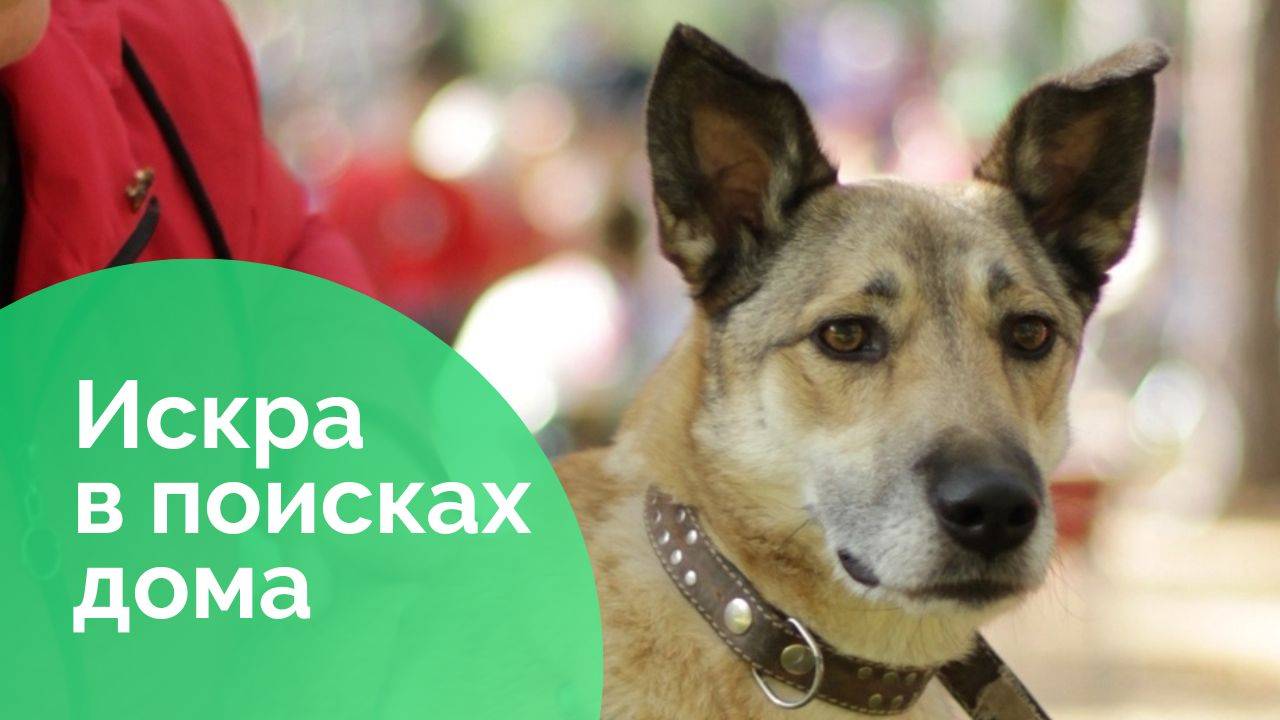 Искра в поисках дома