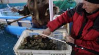 Морская ферма гребешка и трепанга часть 2, во Владивостоке