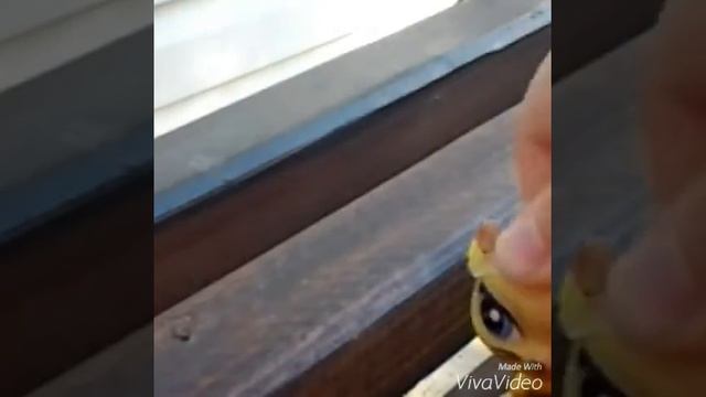 Lps клип : Последний День Лета😢