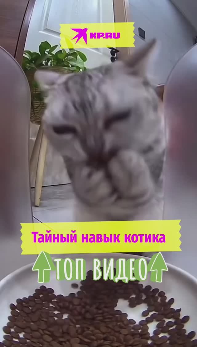 Тайный навык котика