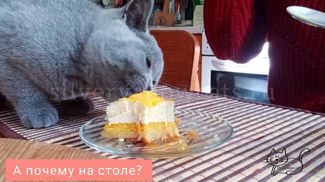 А котя слушает, да ест!